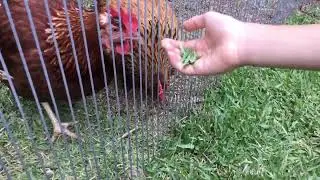 How to hypnotise a chicken
