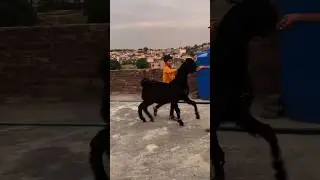 Nachi bakra | dancing goat | uch shareef | bakra for sale | Got |  Bakri #got #youtubeshorts #viral