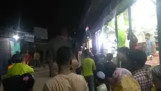 Elephant