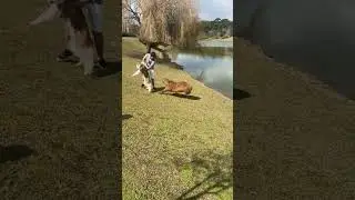 Dangerous Beaver Attack on Husky 😳