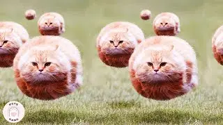 SUPER Weird Cats Doing Weird Things 🐱 Pets Gang