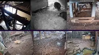 Baby Piglets! Hen Stream Homestead Live (Happy Animals