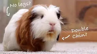 Signs Your Guinea Pig is Overweight