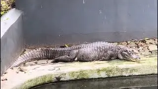 Thiruvananthapuram Zoological Park; Amphibians and Reptiles Part 1 (4K ULTRAHD HDR10+ 60FPS)