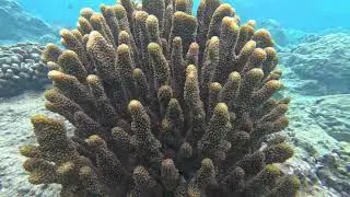 Maui 1342 - Arc-eye Hawkfish Guardian