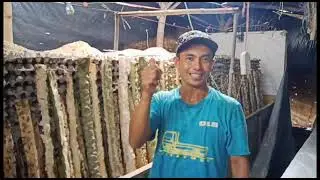 Melihat Pak Oko Memberi Batang Pepaya Candi 20..Tetap Semangat Temen Temen Semua😂👍💪