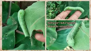 Hunting Silver-Striped Hawk-Moth Caterpillar #education 