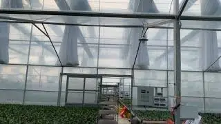 arched plastic greenhouse for Phalaenopsis #greenhouseproject