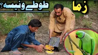 Grab my Parrot Prank | Funny Reactions @BunerPrankster- Amazing Reactions of People Buner Prankster