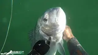 Spearfishing South Africa 2020, Mussel cracker hunting RSA _ GardenRoute SouthernCapeSpearo