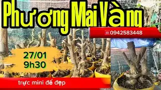 Phuong mai vang 0942583448 đang phát trực tiếp giá rẻ vào săn mai mọi người ơi