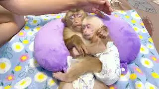 Baby monkey Miker and Lucky is sleeping