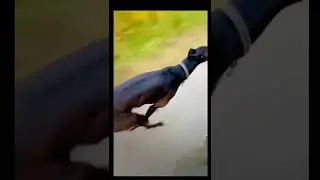 Mudhol hound dog running #shorts#