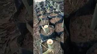 bamboo seedling 🍁🍁🍁