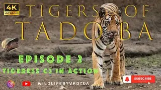 TIGERS OF TADOBA || EPISODE 2 TIGRESS C3 IN ACTION || THE STRIPES OF ROYALTY || 4K WILDLIFEBYVKOTLA