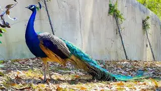 Whimsical Peacocks in Windy Leo Carrillo: Feathers, Calls, and Graceful Strides. 4K@60FPS. July 2023