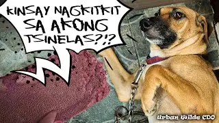 My Dog Reacting To My Reaction | Badly-Damaged Sinelas | Urban Wilde CDO