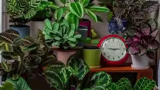24 Hour Time-Lapse of House Plants