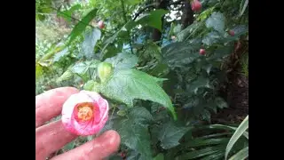 Try a Flowering Maple in your garden