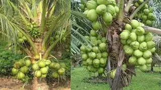 4 year old coconut plantation / Amazing factory coconut 🥥