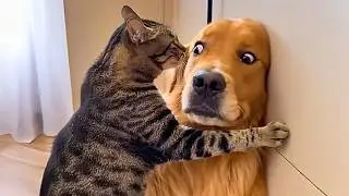 You Will Die Laughing at These FUNNY Cats 🤣 Funny Animals Video