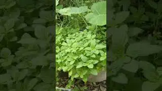 My innala plants