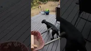 Boxer/Black Lab anti turkey device.  She almost got us some Thanksgiving dinner