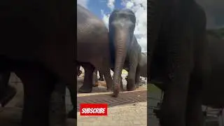 Pinnawala elephants Srilanka part 2 #elephant #viral #china #elephant #srilanka