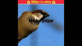 ma ka payar bird vs sea