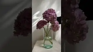 Te gustan las Hortensias? #pimientaylavanda #carminacolin #flowertips #flores #hortensias