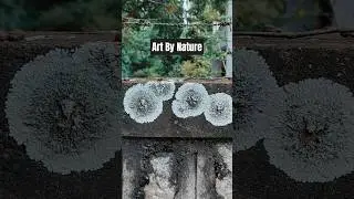 The Art of Noticing | Nature&rsquo;s Canvas | Lichens on Stone