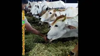 [10 Jan 2025] Jaggery Offering