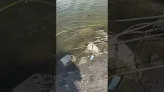 Found treasure in the mud