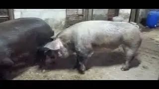 удовольствие кабана .a new mount