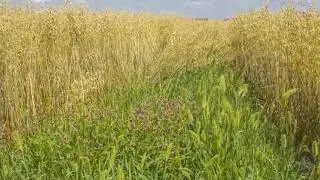 2017 Brookings SD Oats in Bean Stubble Feb Aug   No Till