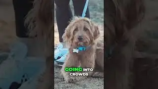 Build Confidence and Success  Dog Training Tips for Crowded Public Spaces