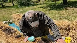 planting late crop of peas in straw bale garden