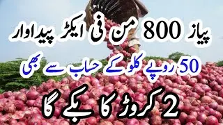 You can earn millions from onion crop | business idea | Onion Farming | piaz ki kasht |
