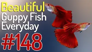 Guppy Channel - Beautiful Guppy Fish Everyday 148