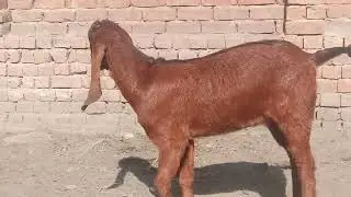 animal love care in winter season#animal#care