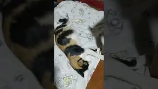 a descansar #bad #gatos #unpocodetuamor