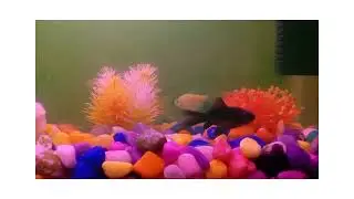 My Pet Fish 🐟 | Day 1 | Fish Tank Diary