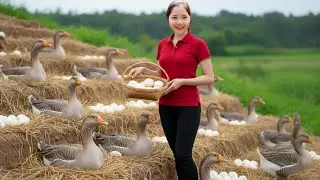 REWIND TIMALSPE 288 Days Harvesting  Goose Egg Goes to Market Sell, Enjoying Grilled Goose Eggs 🥚