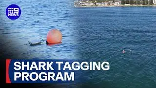 Fresh look at shark tagging progam for Sydney beaches | 9 News Australia