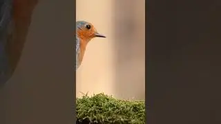 Nesting Wonders Unveiled: The Fascinating Journey of Robin Birds