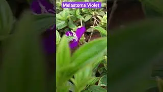 Melastoma Violet #msprosegarden #newplant #newroseday #shortsviral
