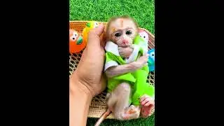 Cutest Monkeys
