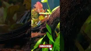 Relaxing Aquarium Videos 🐠 | Water Sounds for Sleep