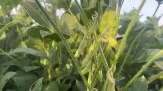 Pro Farmer Crop Tour Thursday