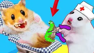 😱💉 Hamster DOCTOR Rescue Toxic Maze Hospital Obstacle course - DIY maze trap hamster